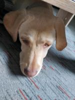 Labrador 1 Jahr alt abzugeben Niedersachsen - Buchholz in der Nordheide Vorschau