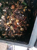Kompost mit Würmern 1 Liter oder mehr Hessen - Brensbach Vorschau