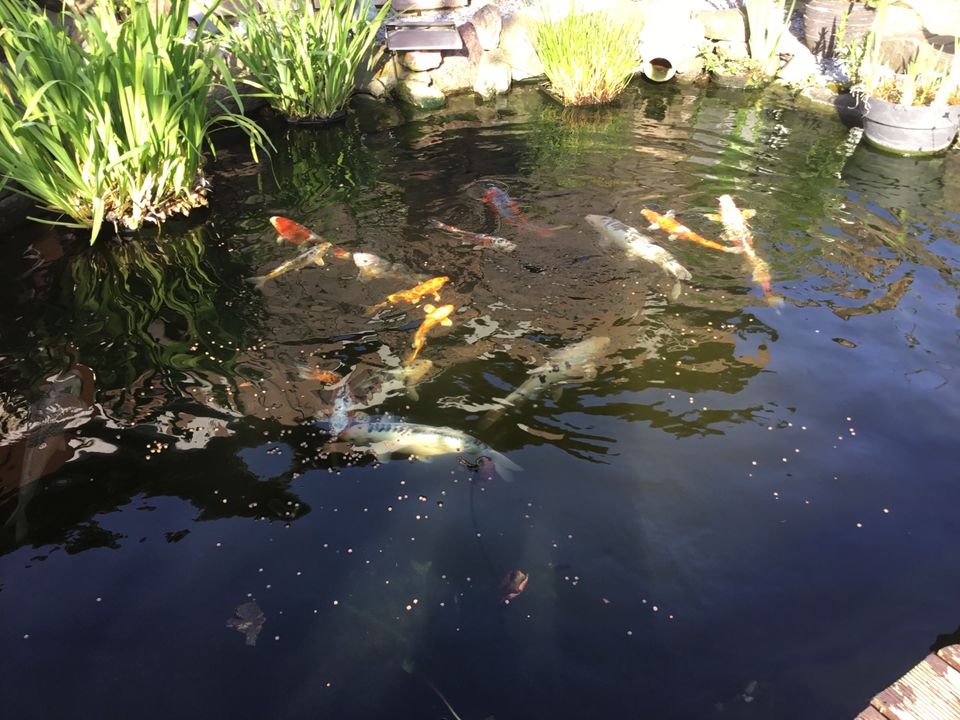 Kois schöne Farben in Weeze