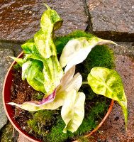 Alocasia Polly Aurea - M 70 Hessen - Obertshausen Vorschau