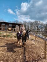 Reitbeteiligung Nordrhein-Westfalen - Schleiden Vorschau