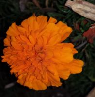 100 Samen Tagetes Studentenblume orange Berlin - Tempelhof Vorschau