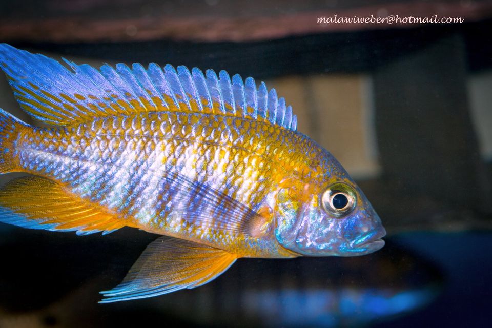 Zuchtgruppe Otopharynx tetrastigma, Malawi Buntbarsch in Taura