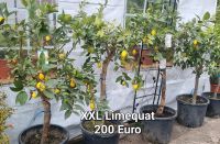 XXL Limequat Brandenburg - Bernau Vorschau