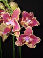 Phalaenopsis Bowdion 2-eyes Rheinland-Pfalz - Worms Vorschau