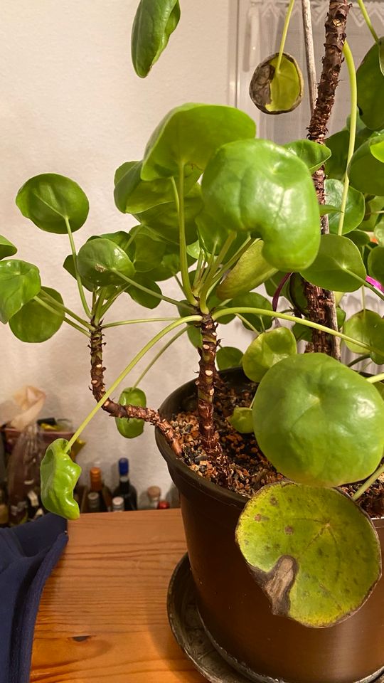 Pilea peperomioides, Glückstaler, Ufopflanze in Walldorf