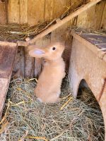 Kaninchen "Burgunder" Niedersachsen - Nörten-Hardenberg Vorschau