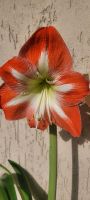 Amaryllis Pflanzen, 6 Stück Düsseldorf - Hassels Vorschau