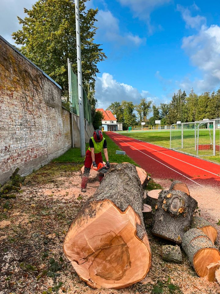 Fachgerechte Baumpflege, Baumfällungen, Baumkontrolle in Greifswald