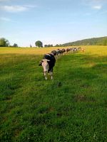 Ausbildung Azubi Landwirt/in Hessen - Burgwald Vorschau