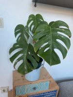 Monstera Variegata Niedersachsen - Lüneburg Vorschau