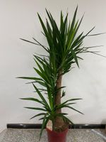 Palmlilie Yucca elephantipes 1 stamm verzweigt 160 cm Nordrhein-Westfalen - Simmerath Vorschau