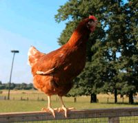 Junghennen Lohmann Leghorn 14,00* Schleswig-Holstein - Oldenburg in Holstein Vorschau