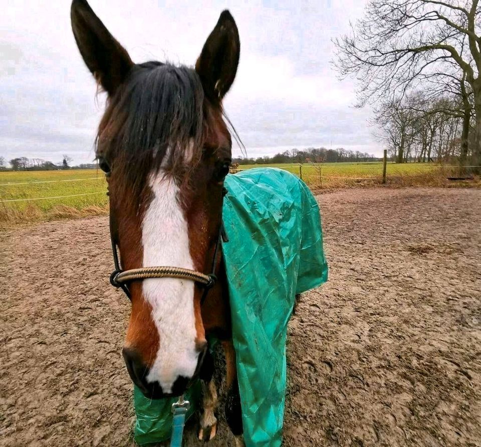 Bodenarbeit -Horsemanship / Beratung in der Erziehung in Blomberg