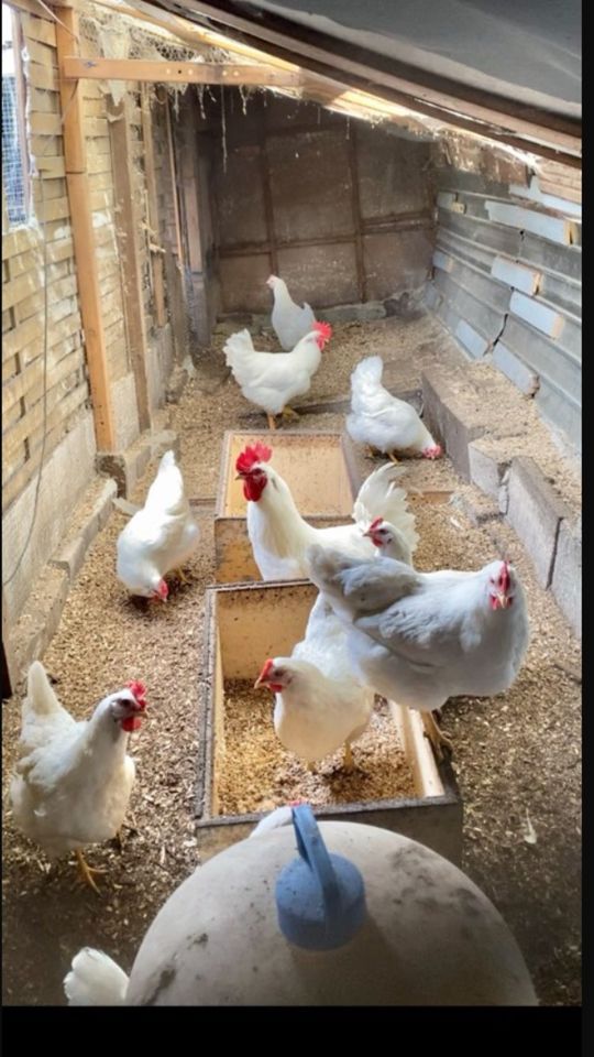 Bruteier rassehühner  White rock Küken Hühner Hennen Inkubator in Neumünster