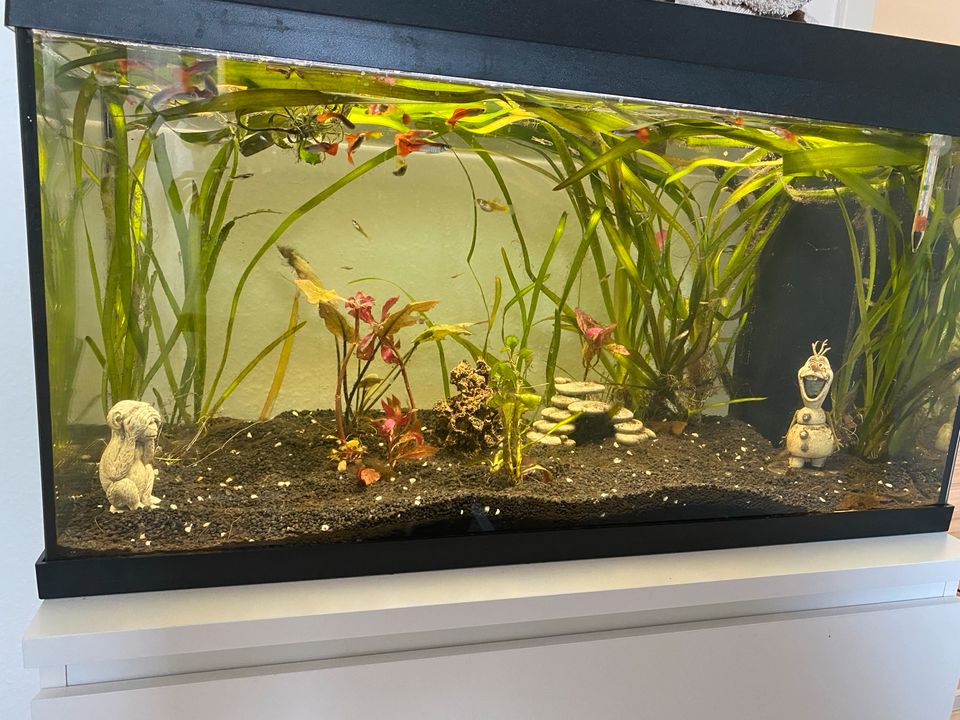 Juwel Aquarium 110l in Oebisfelde-Weferlingen