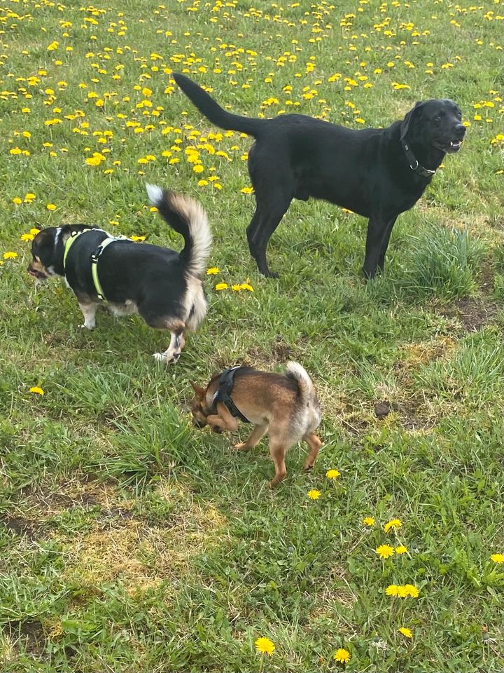 Hundebetreuung mit viel ❤️ in Illertissen