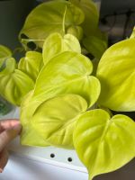 Philodendron ‘Lemon Lime’ Hessen - Neu-Anspach Vorschau