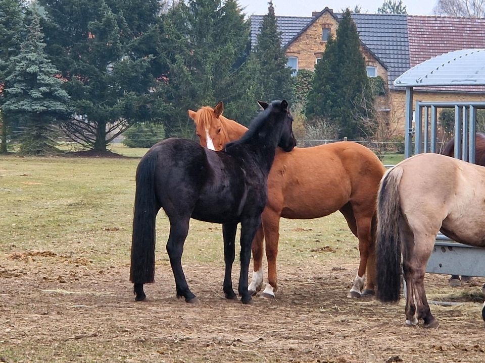 Reitunterricht auf dem Reitplatz und auch im Gelände in Weißkeißel