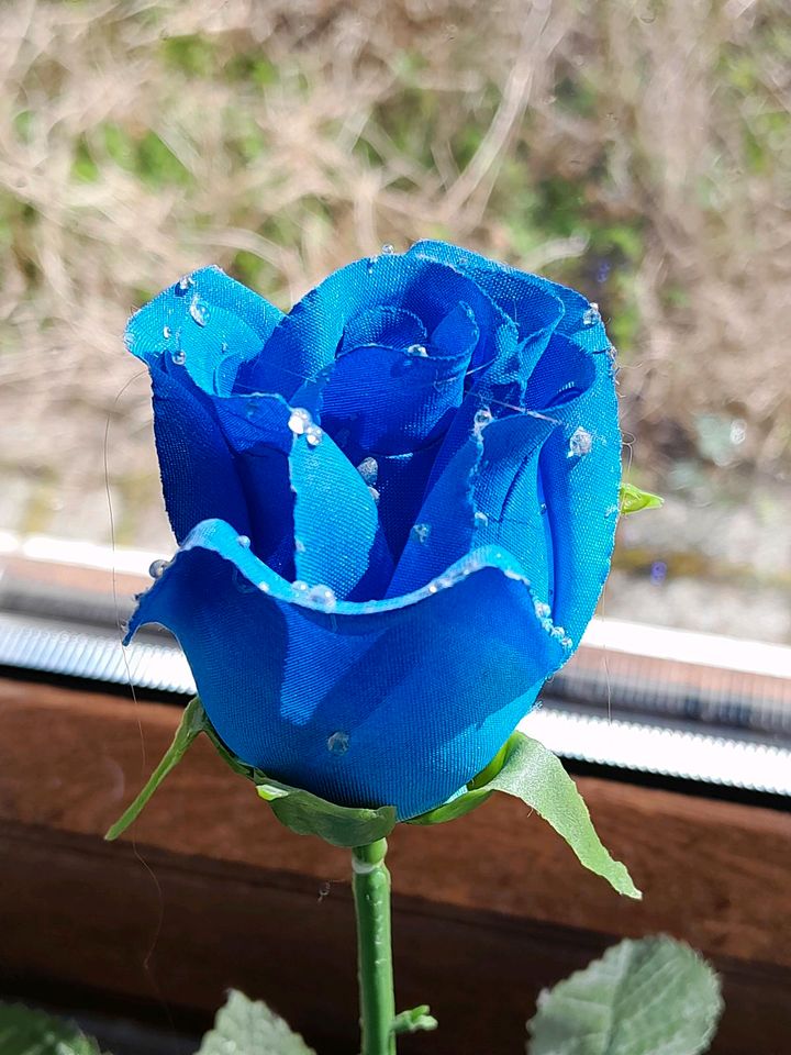 Blaue Vase mit blauer Rose in Rutsweiler an der Lauter