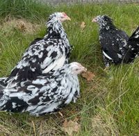 Dalmatiner Huhn Junghennen Bayern - Niederschönenfeld Vorschau