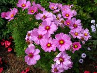 Cosmea farbenfrohe Mischung für Bienen und Hummeln Samenfest München - Altstadt-Lehel Vorschau