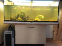 Juwel Aquarium Rio 180l mit Unterschrank Außenfilter Baden-Württemberg - Kusterdingen Vorschau
