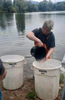 Frische Aale, Räucheraal, lebende Aale.  Besatzfische Nordrhein-Westfalen - Dülmen Vorschau