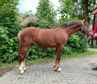 Welsh B, Wallach , 2 Jahre, Pony Niedersachsen - Haren (Ems) Vorschau