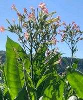 Tabaksamen Virginia Nicotiana Rauchtabak Sachsen-Anhalt - Alsleben (Saale) Vorschau