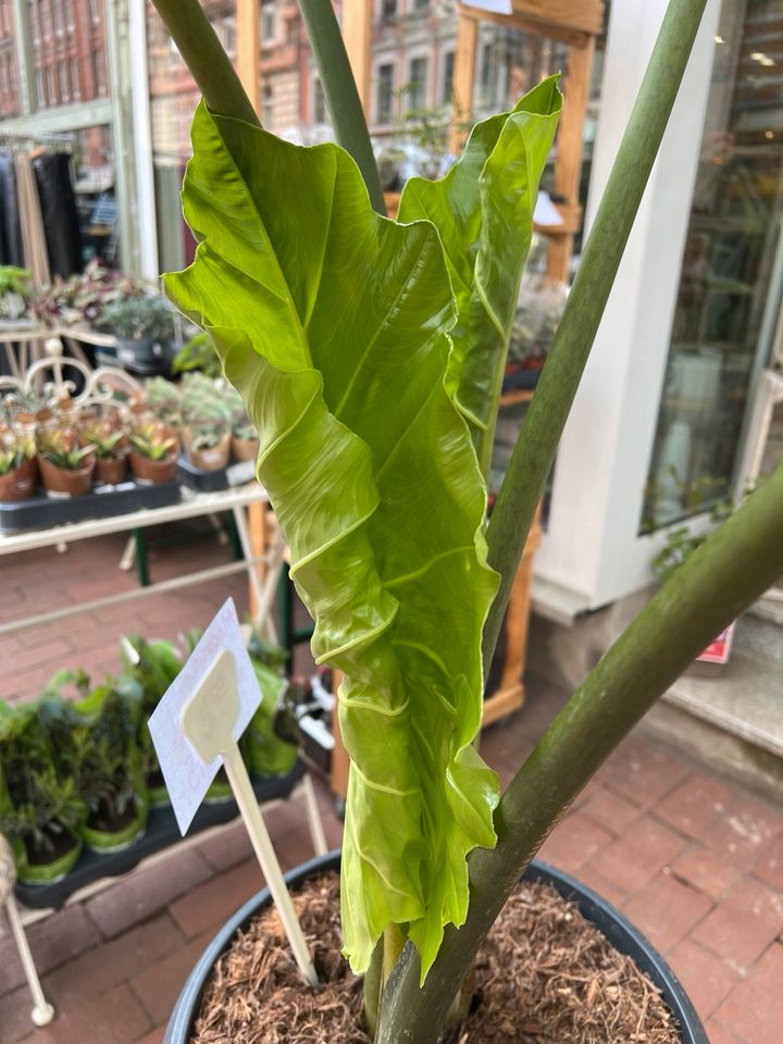 XL Alocasia Portodora in Hannover