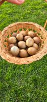 Chinesische Zwergwachteln Eier von Hennen mit Hähnen Bayern - Ingolstadt Vorschau