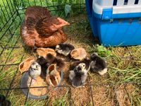 Junge Henne Hahn schöne Naturbrut Hühner sehr gute Glucke Nordrhein-Westfalen - Siegen Vorschau