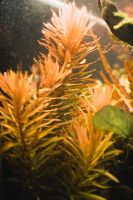 Ammannia pedicellata "Golden" | Goldene Nesaea | Aquariumpflanze Dresden - Südvorstadt-Ost Vorschau