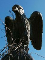 Firstadler Bayern - Triftern Vorschau