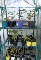Gemüsepflanzen (zb. Tomaten, Paprika, ...) Nordrhein-Westfalen - Sundern (Sauerland) Vorschau