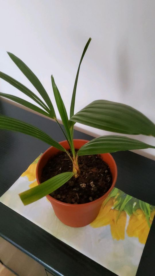 Kleine chinesische Hanfpalme in Leipzig