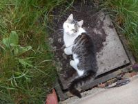 Katze zugelaufen Ludwigslust - Landkreis - Göhren Vorschau