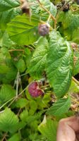 Herbsthimbeeren Himbeersträucher Gemüsegarten Früchte Setzling Niedersachsen - Uelzen Vorschau