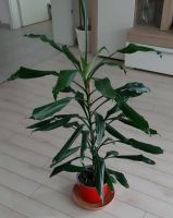 Sehr schöne Drachenbaum Pflanze Bayern - Augsburg Vorschau