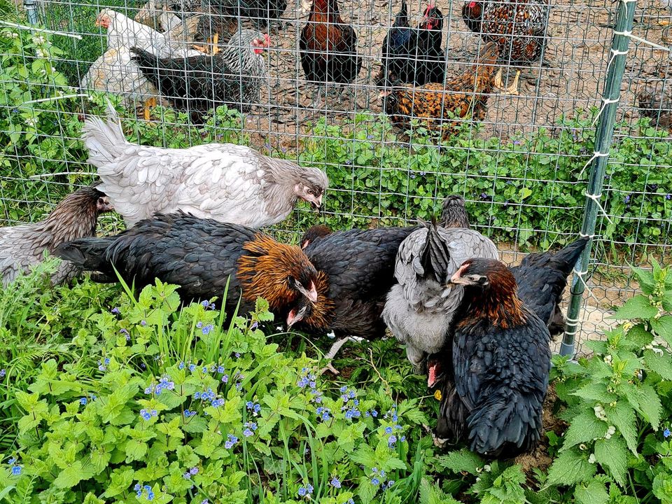 Bruteier Olivleger Marans Legbar Araucaner Pawlowskaja in Niederzier