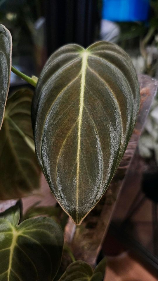 Philodendron Melanochrysum ganze Pflanze in Dortmund