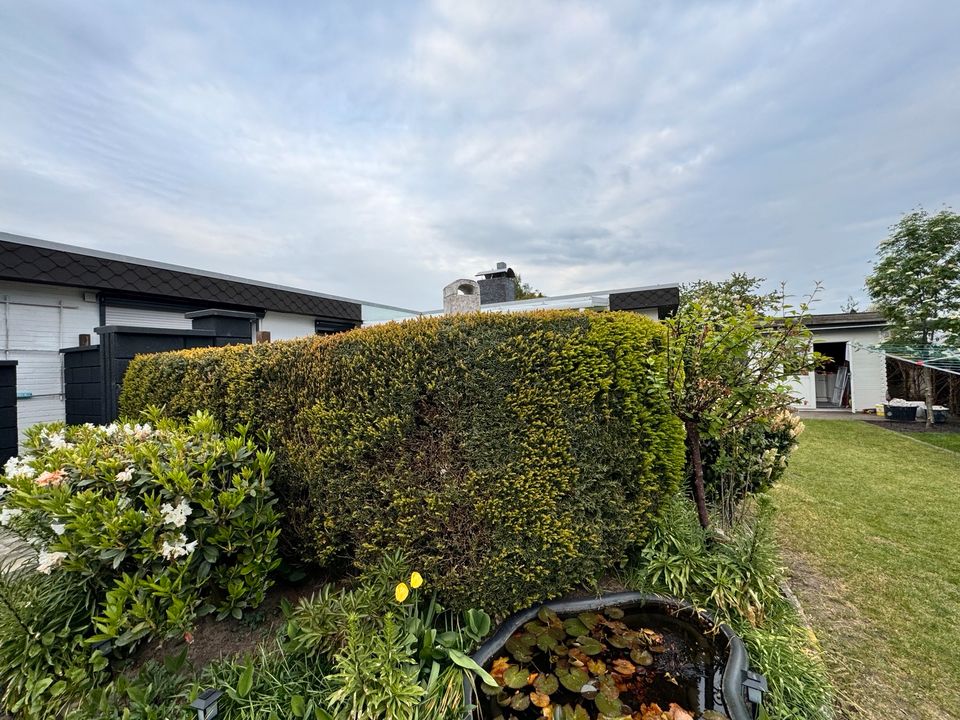 Gut erhaltene Hecke zu verschenken in Klein Nordende