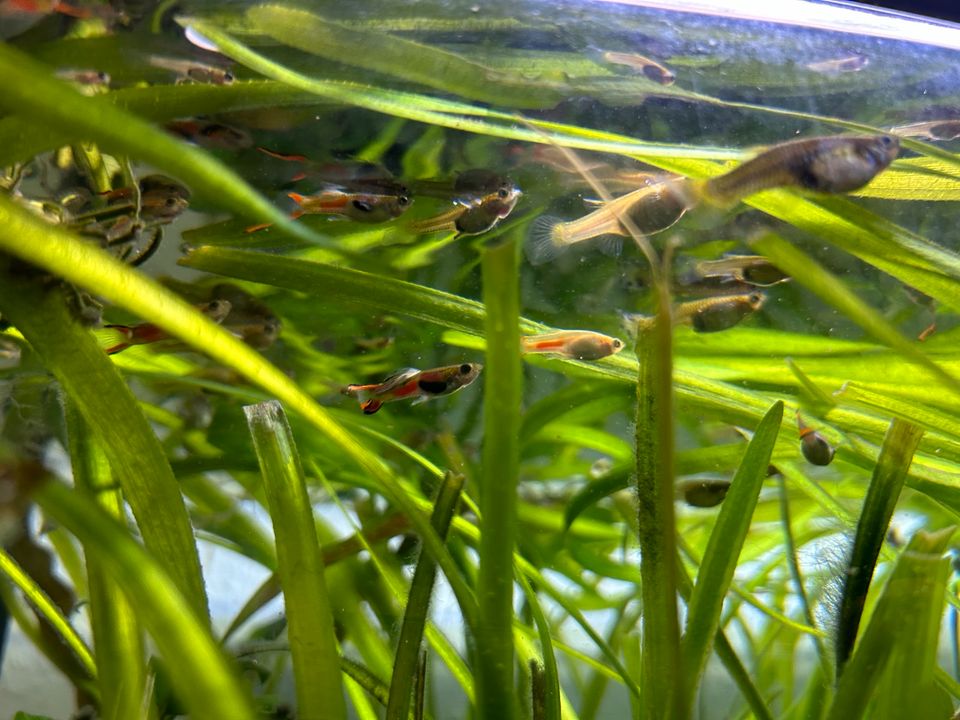 Guppys Endler Fische in Schloßvippach