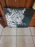 ❤️ Bild Leopard Gepard ❤️ Nordrhein-Westfalen - Wassenberg Vorschau