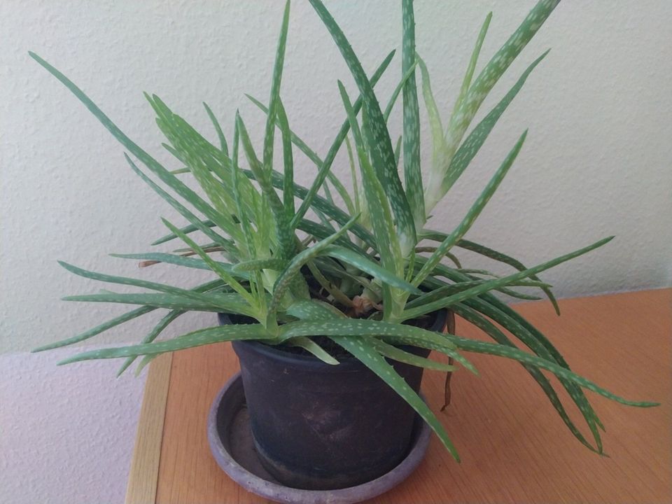 Aloe Vera Pflanzen Barbadensis sweet Miller essbar in Haßloch