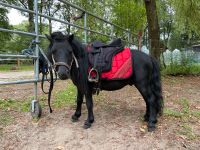 Biete Reit und Pflegebeteiligungen  auf Minishetty Rocky Nordrhein-Westfalen - Rheine Vorschau