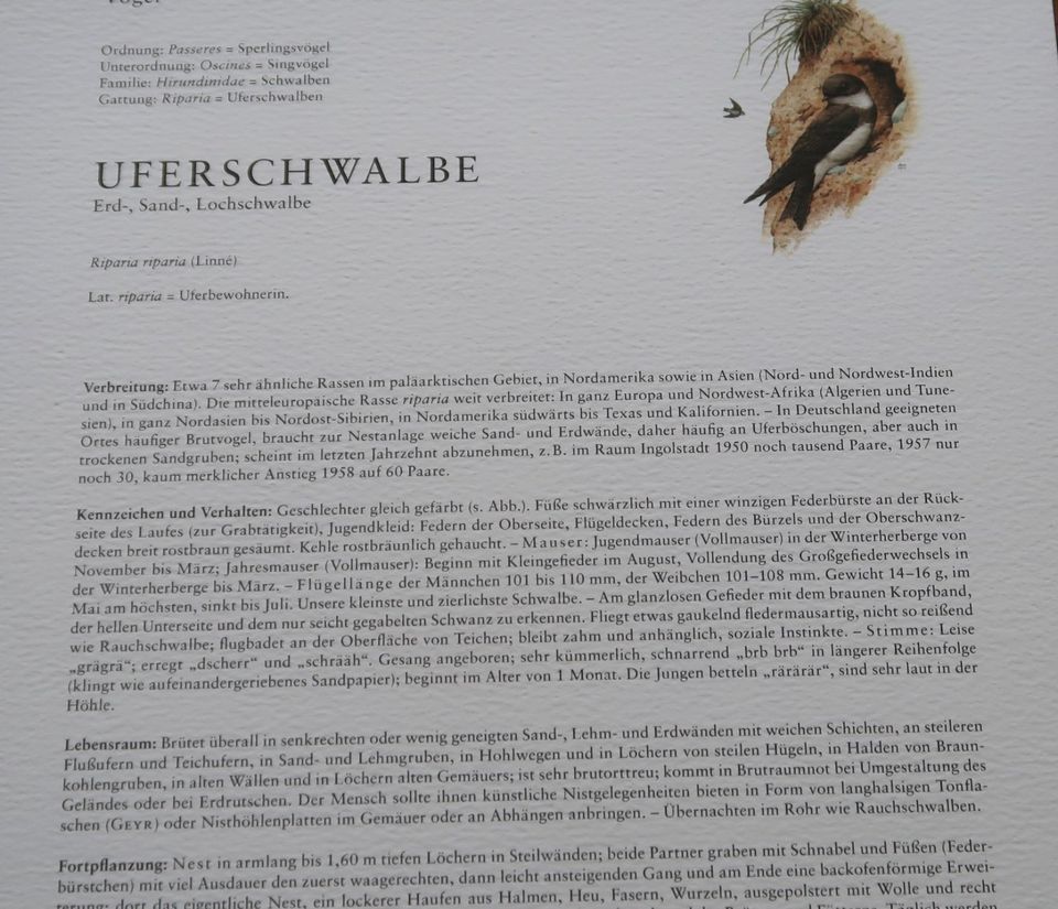 UFERSCHWALBE * Kunstdruck , Wandbild . Poster . Dekoration in Bad Oldesloe