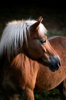 Reitbeteiligung an gut ausgebildeter Haflinger Stute Rheinland-Pfalz - Kirn Vorschau