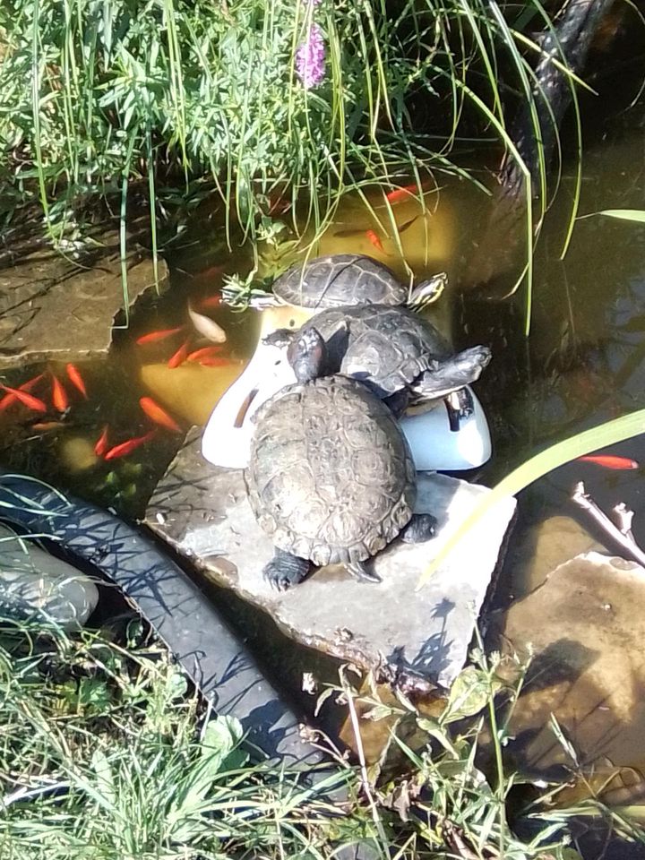 Goldfische aus Bio-Natur-Teich abzugeben in Schweinfurt